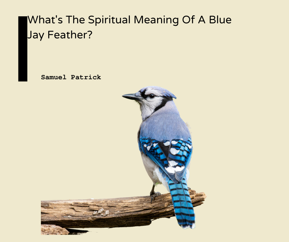Blue Jay Feather Meaning Spiritual and Physical Meaning Spiritual